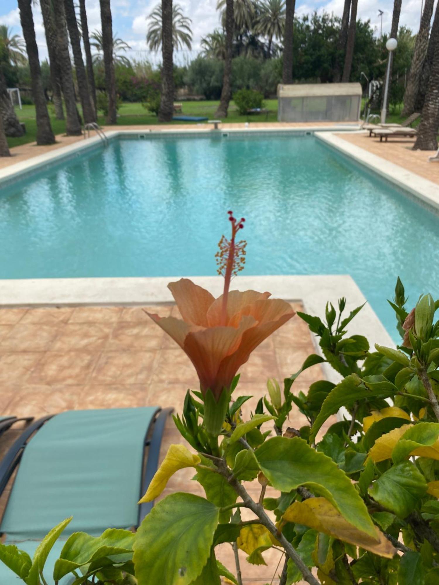 Pink Lemon House Bed and Breakfast Elche Exteriör bild